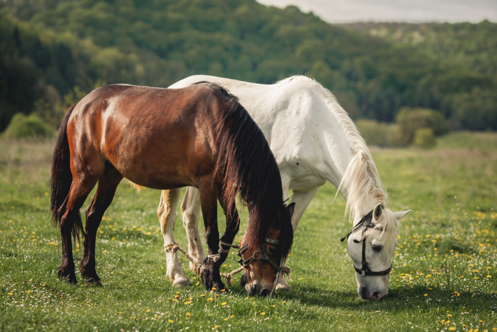 Cantabria ofrece rutas a caballo por paisajes espectaculares, desde paseos junto a playas salvajes hasta recorridos por bosques, montañas y valles verdes. Una experiencia única para disfrutar de la naturaleza cántabra de forma tranquila y en contacto directo con el entorno.
